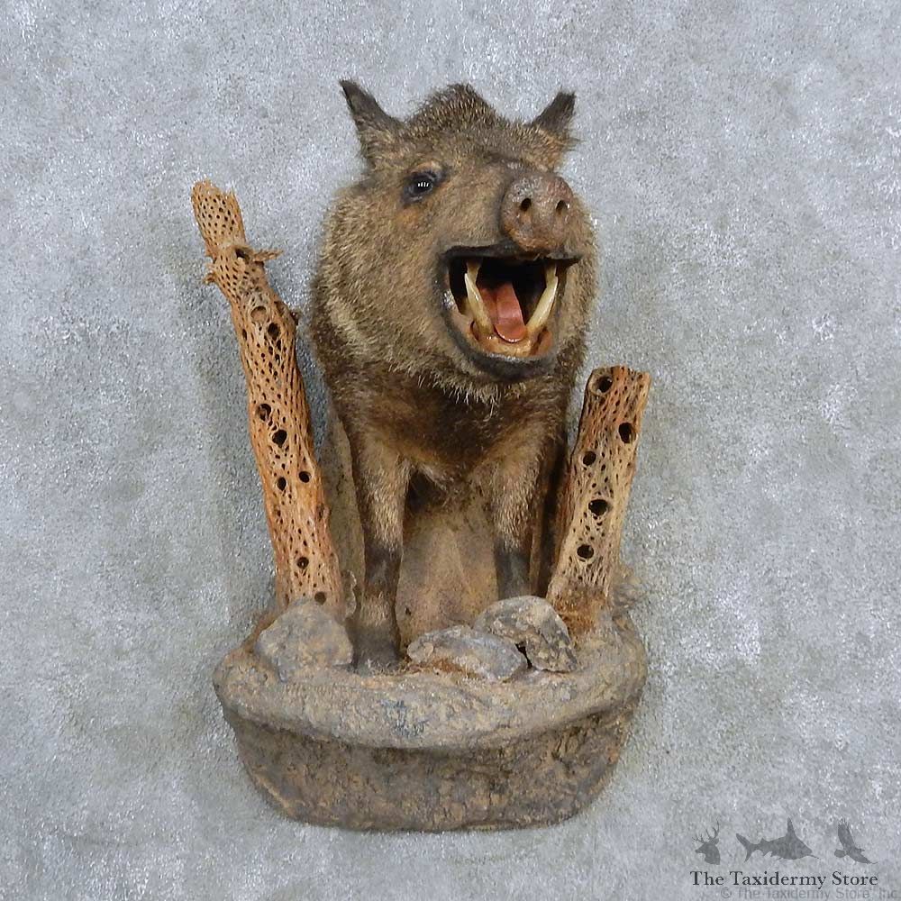 Peccary Half-Life-Size Mount For Sale #15125 @ The Taxidermy Store