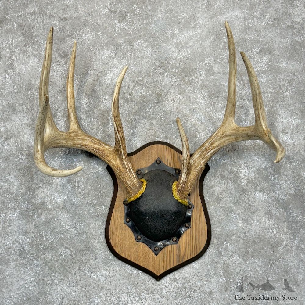 Whitetail Deer Antler Plaque Mount For Sale #29423 @ The Taxidermy Store