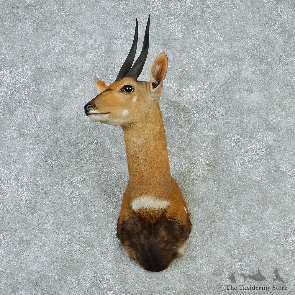 Bushbuck Taxidermy Head Mount #12860 For Sale @ The Taxidermy Store