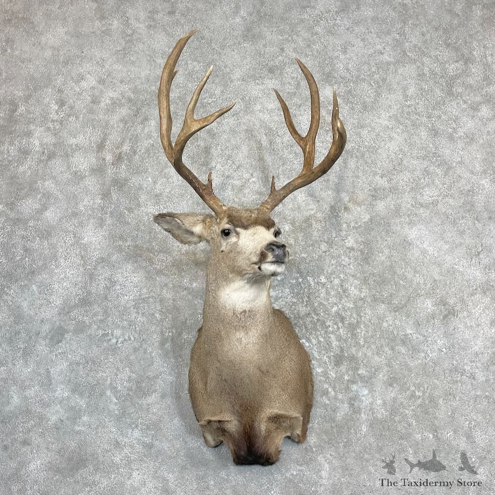 Mule Deer Shoulder Mount For Sale #27275 @ The Taxidermy Store