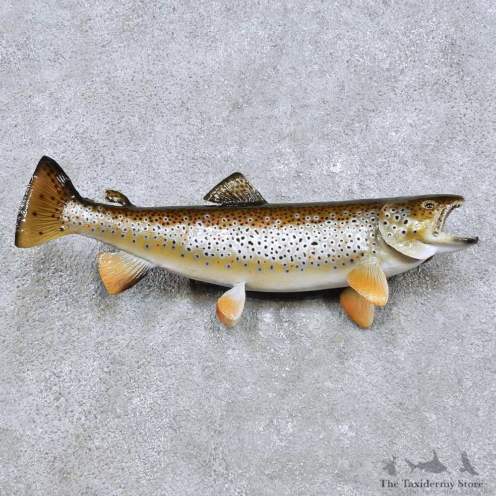 Brown Trout Freshwater Fish Mount For Sale #14461 @ The Taxidermy Store