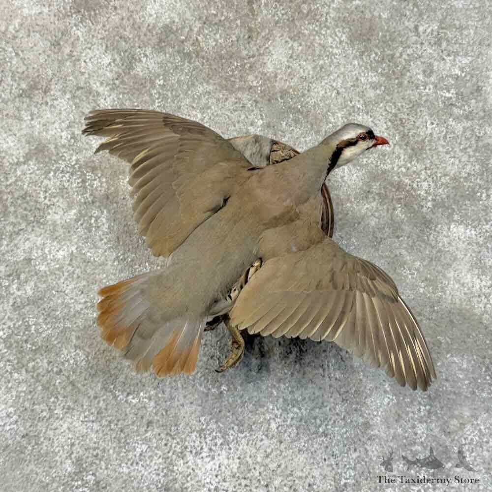 Chukar Partridge Life Size Mount For Sale #31258 @ The Taxidermy Store