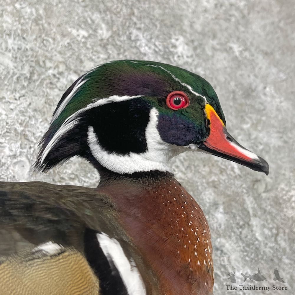 Wood Duck Taxidermy Bird Mount For Sale #26062 @ The Taxidermy Store