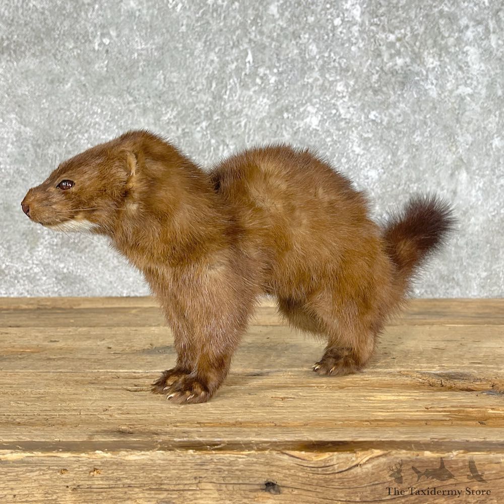 Mink Life-Size Taxidermy Mount For Sale #25461 @ The Taxidermy Store