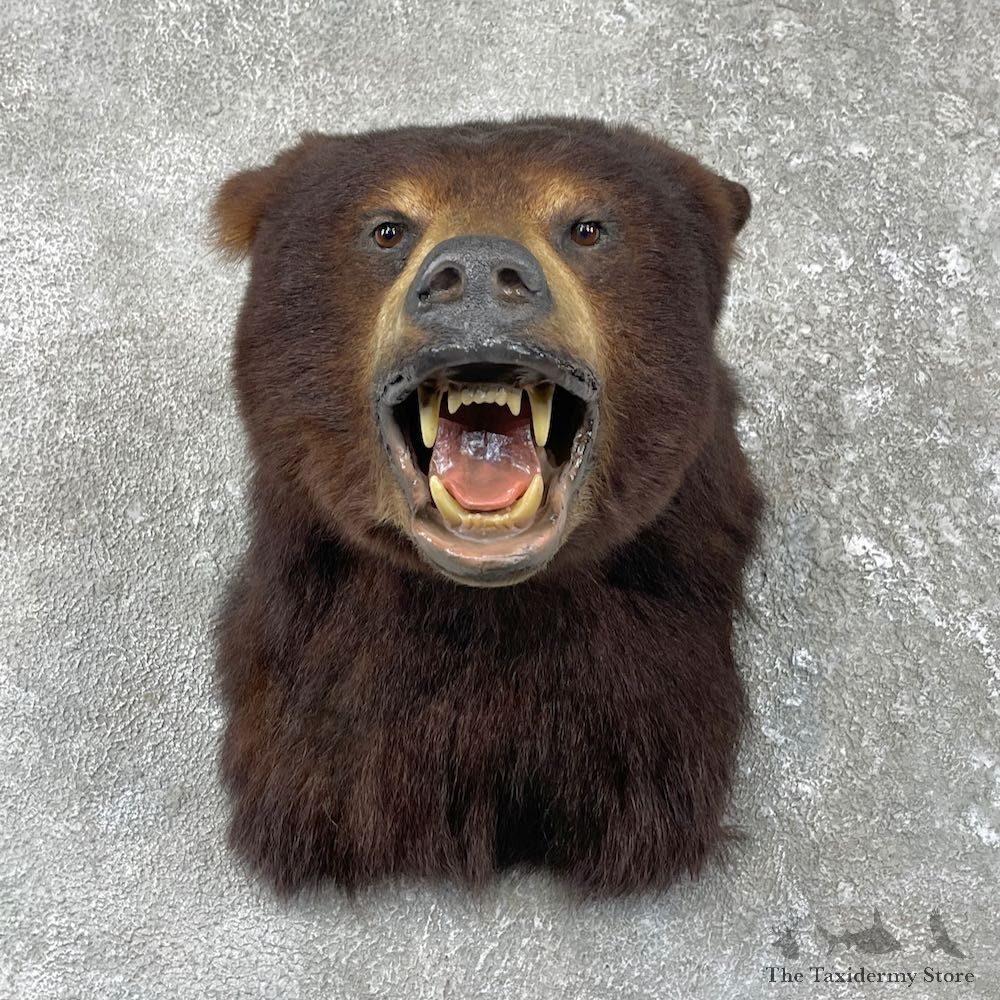 Black Bear Shoulder Mount For Sale #26184 @ The Taxidermy Store