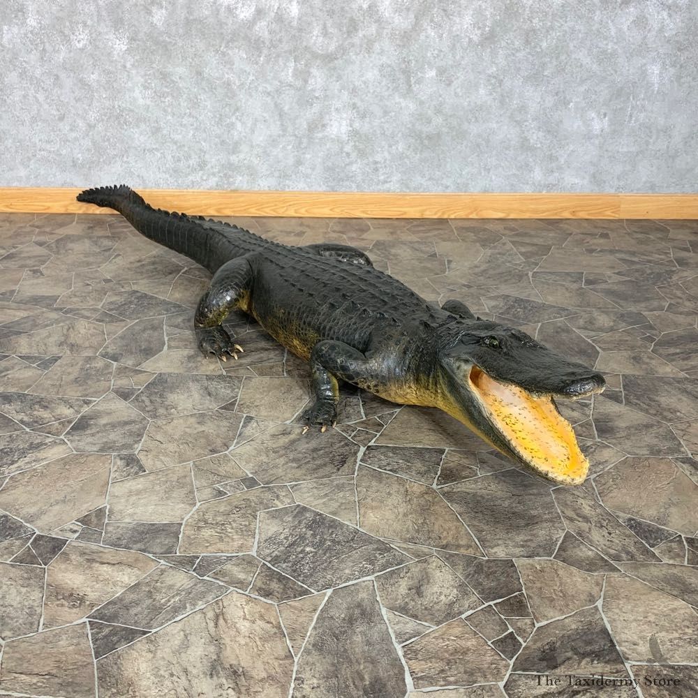 Alligator Life-Size Mount For Sale #22384 @ The Taxidermy Store