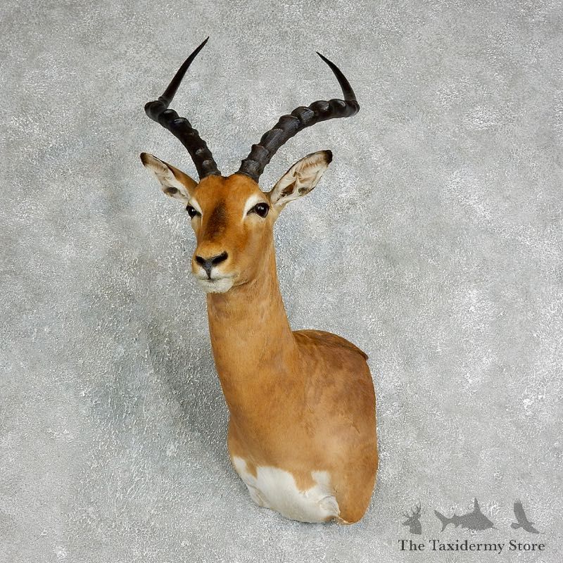 Impala Shoulder Mount For Sale #17646 @ The Taxidermy Store