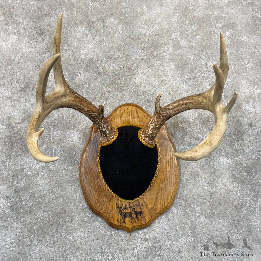 Whitetail Deer Antler Plaque Mount For Sale #30128 @ The Taxidermy Store
