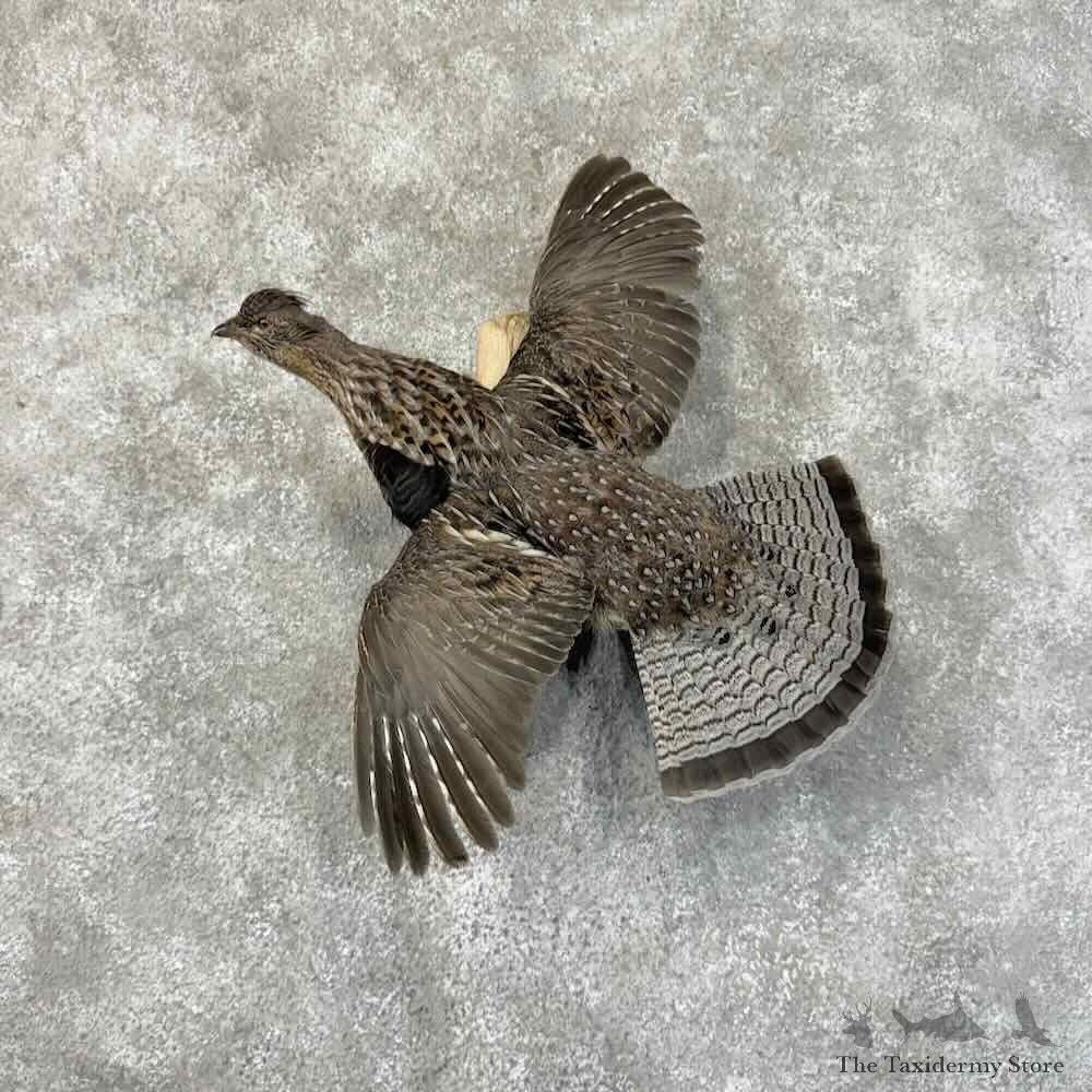 Ruffed Grouse Bird Mount For Sale #31260 @ The Taxidermy Store