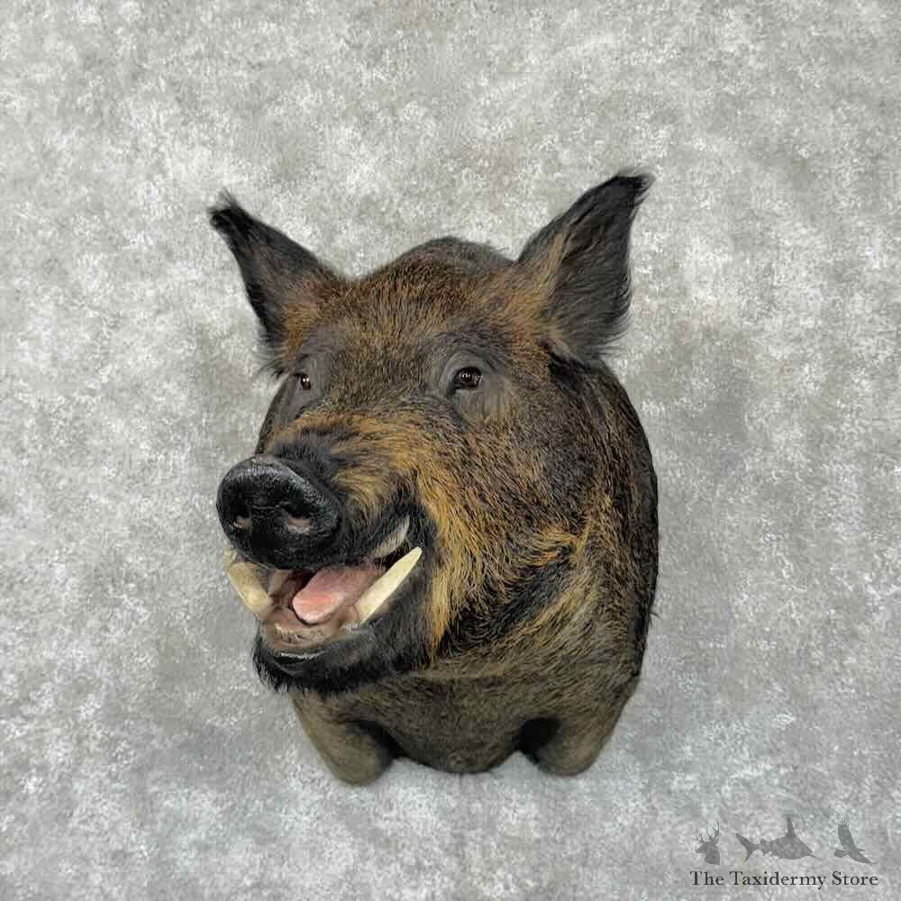 Wild Boar Shoulder Mount For Sale #30848 @ The Taxidermy Store