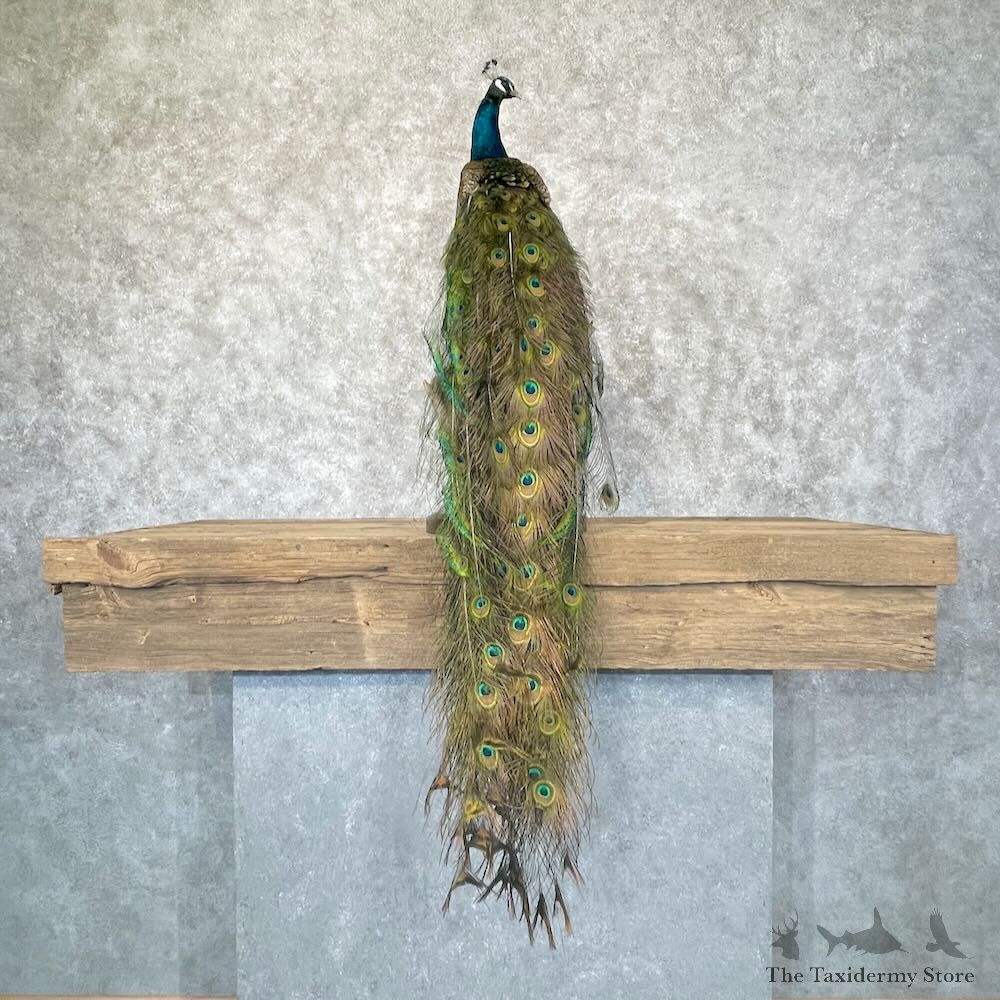 Blue Indian Peacock Bird Mount For Sale #28757 @ The Taxidermy Store