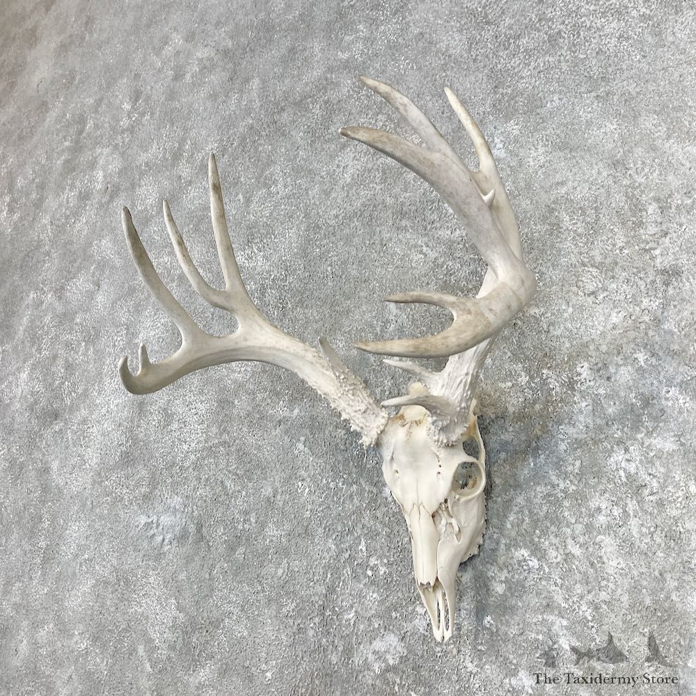 Whitetail Deer Skull European Mount For Sale #26854 @ The Taxidermy Store