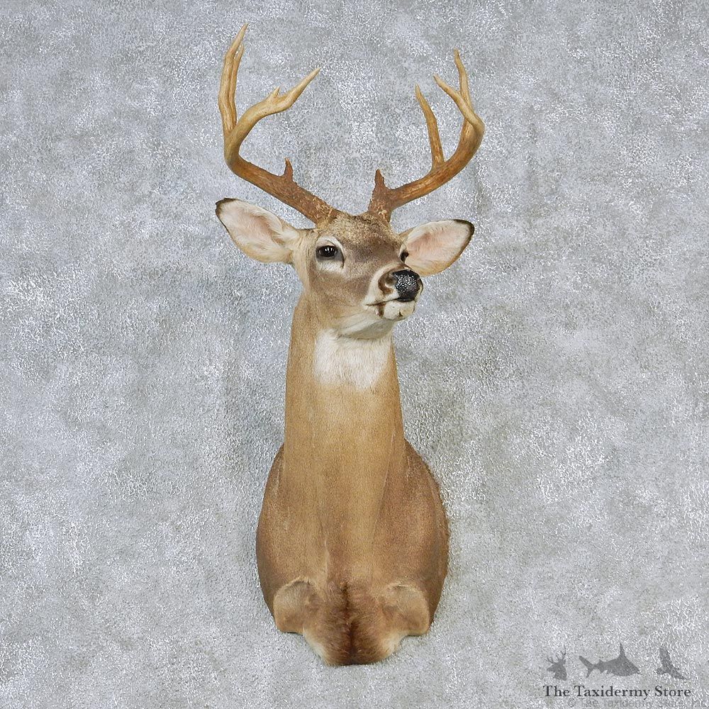 Whitetail Deer Shoulder Taxidermy Head Mount #12635 For Sale @ The Taxidermy Store