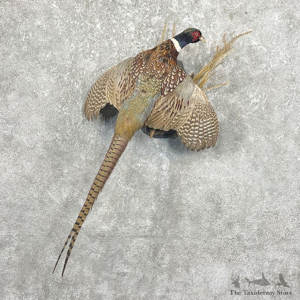 Ringneck Pheasant Bird Mount For Sale #26279 @ The Taxidermy Store