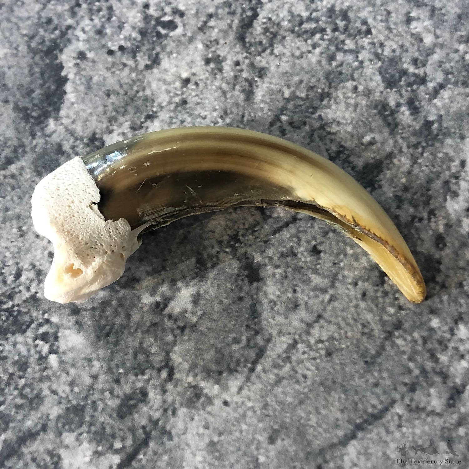 Grizzly Bear Claw For Sale #19909 @ The Taxidermy Store