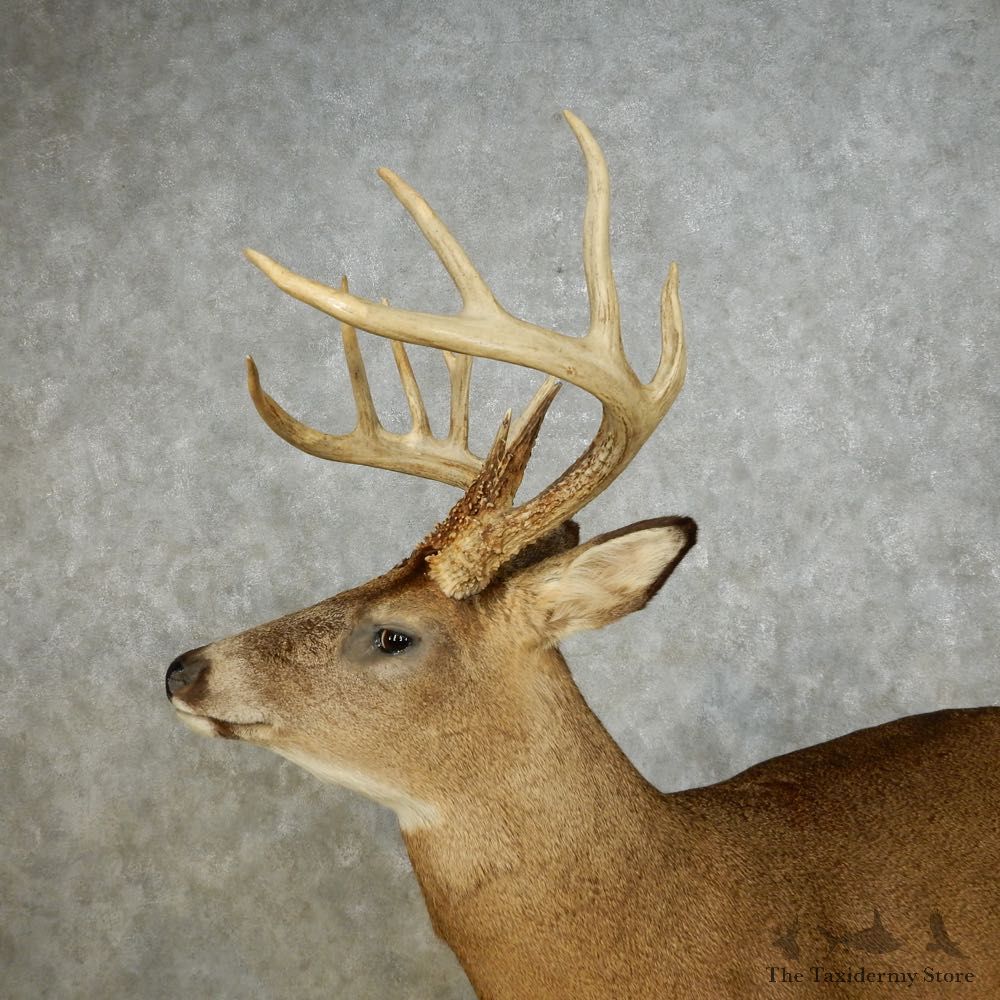 Whitetail Deer Life Size Mount For Sale #14062 @ The Taxidermy Store