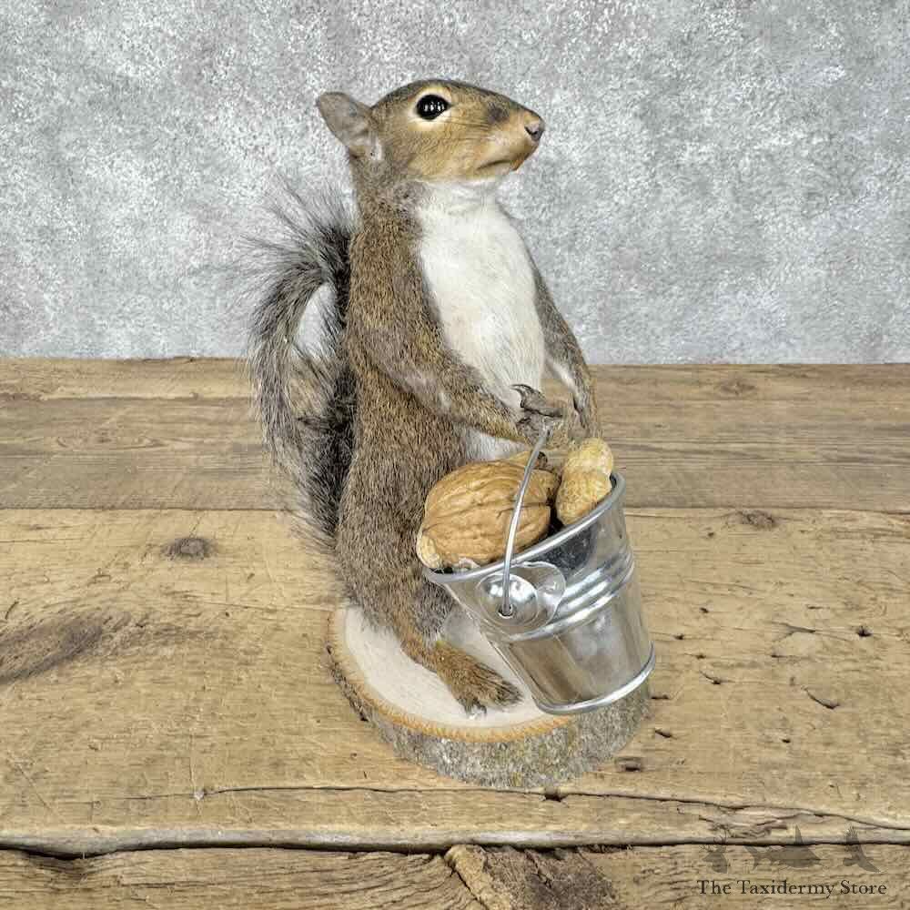 Grey Squirrel Novelty Mount For Sale #30588 @ The Taxidermy Store