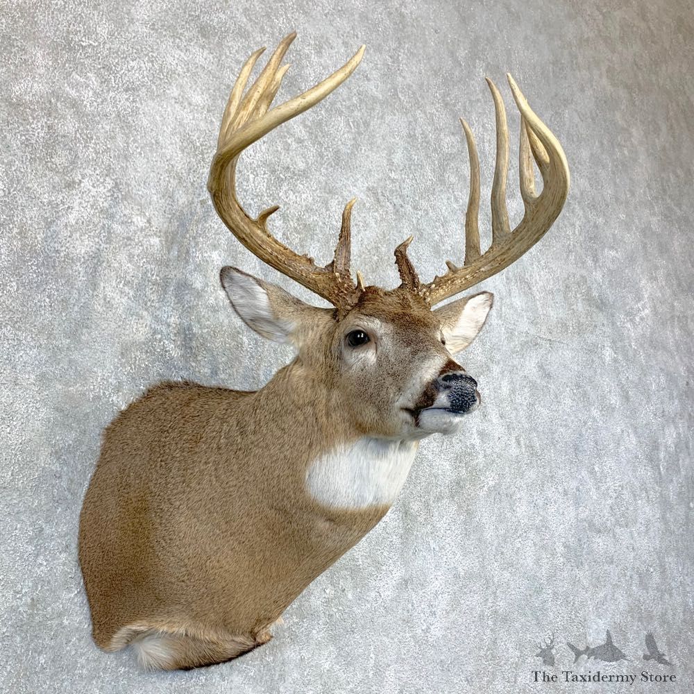 Whitetail Deer Shoulder Mount For Sale #23382 @ The Taxidermy Store