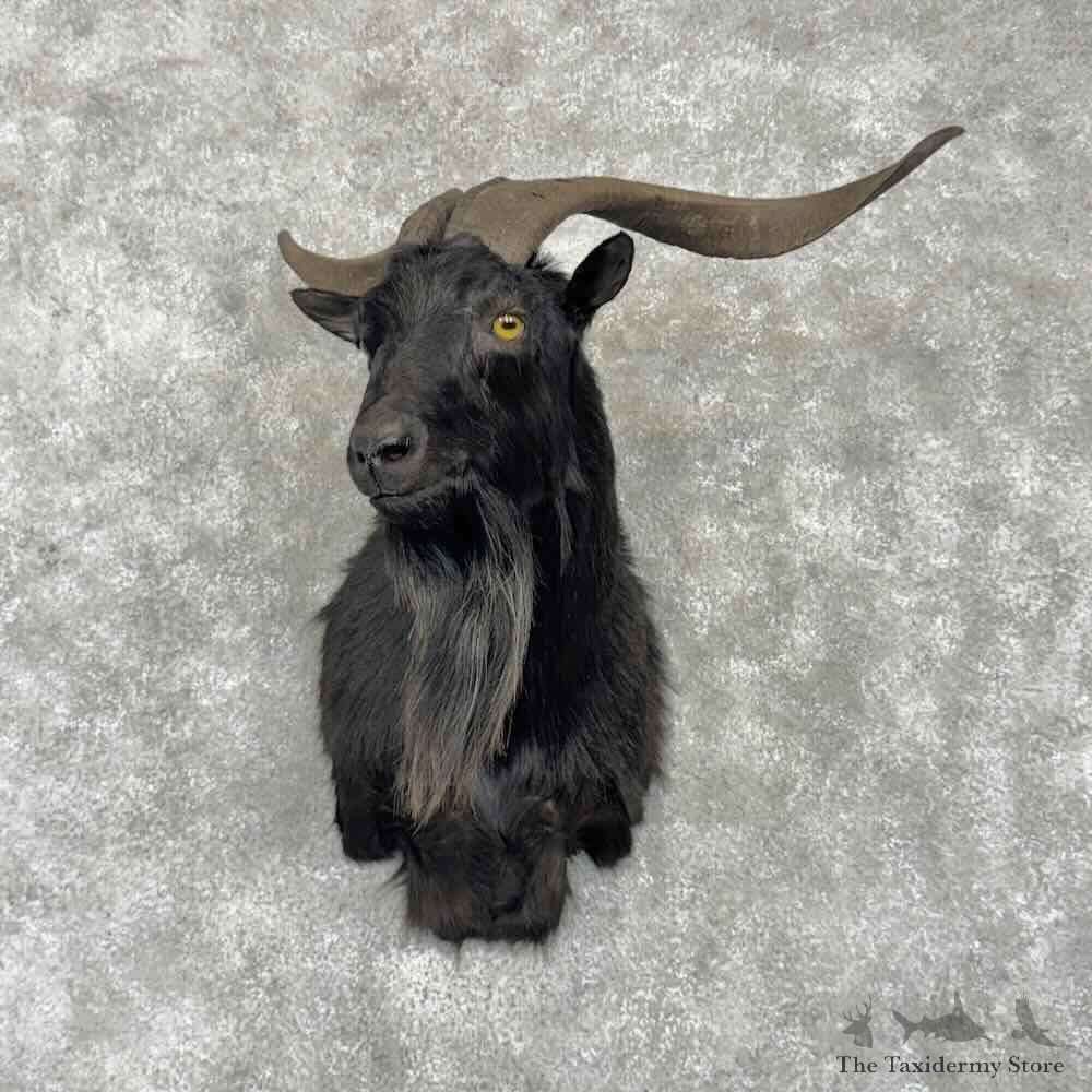 Feral Goat Shoulder Mount For Sale #31756 @ The Taxidermy Store