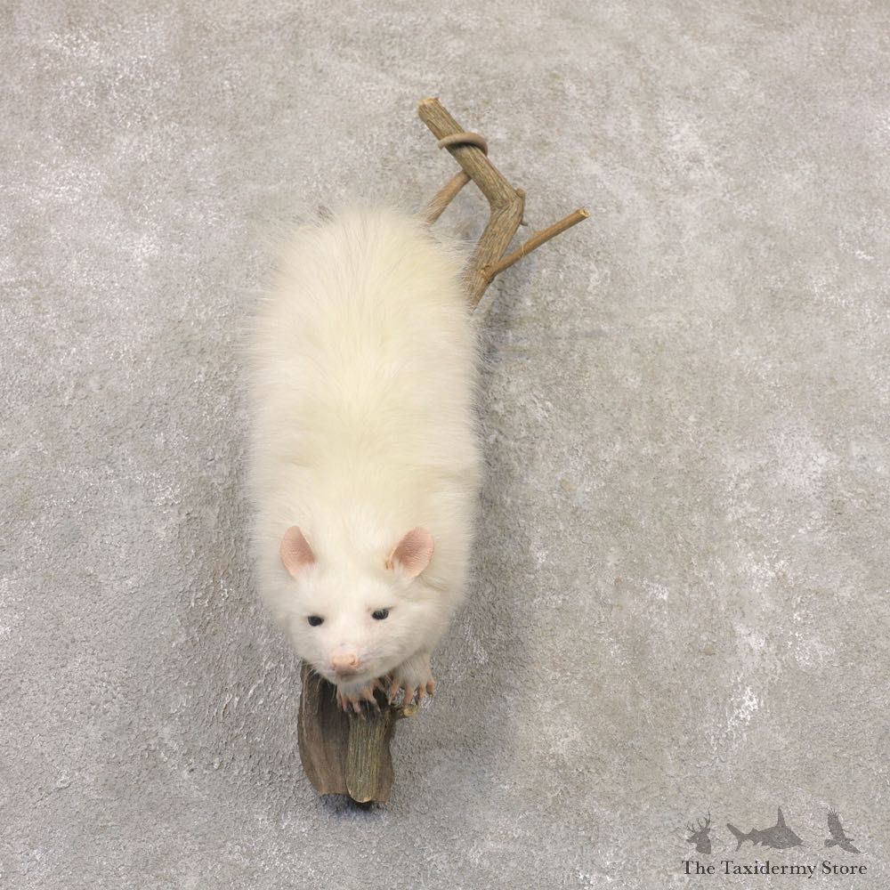Wall Hanging Albino Opossum Mount For Sale #22531 @ The Taxidermy Store