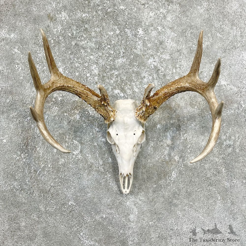 Whitetail Deer Skull European Mount For Sale #26258 @ The Taxidermy Store