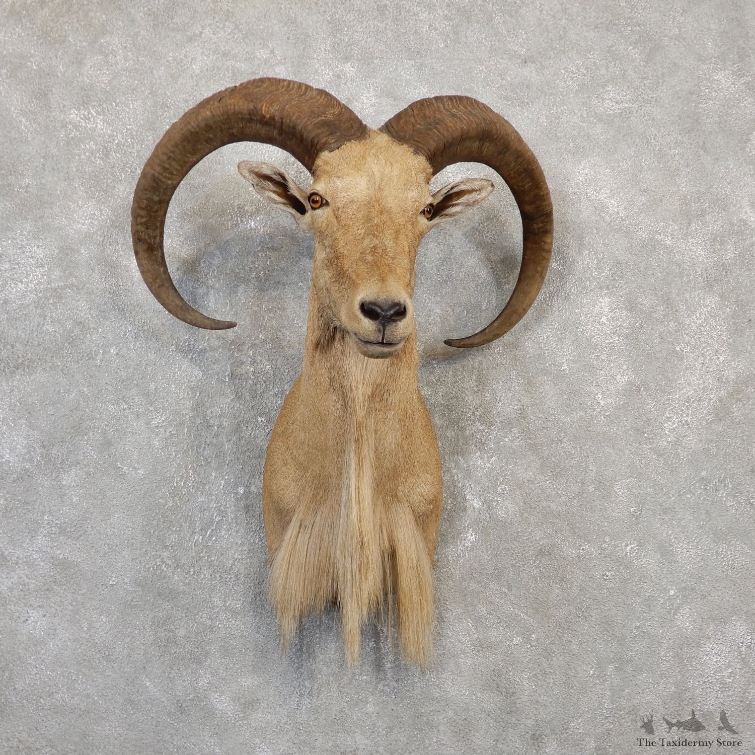 Aoudad Shoulder Mount For Sale #20018 @ The Taxidermy Store