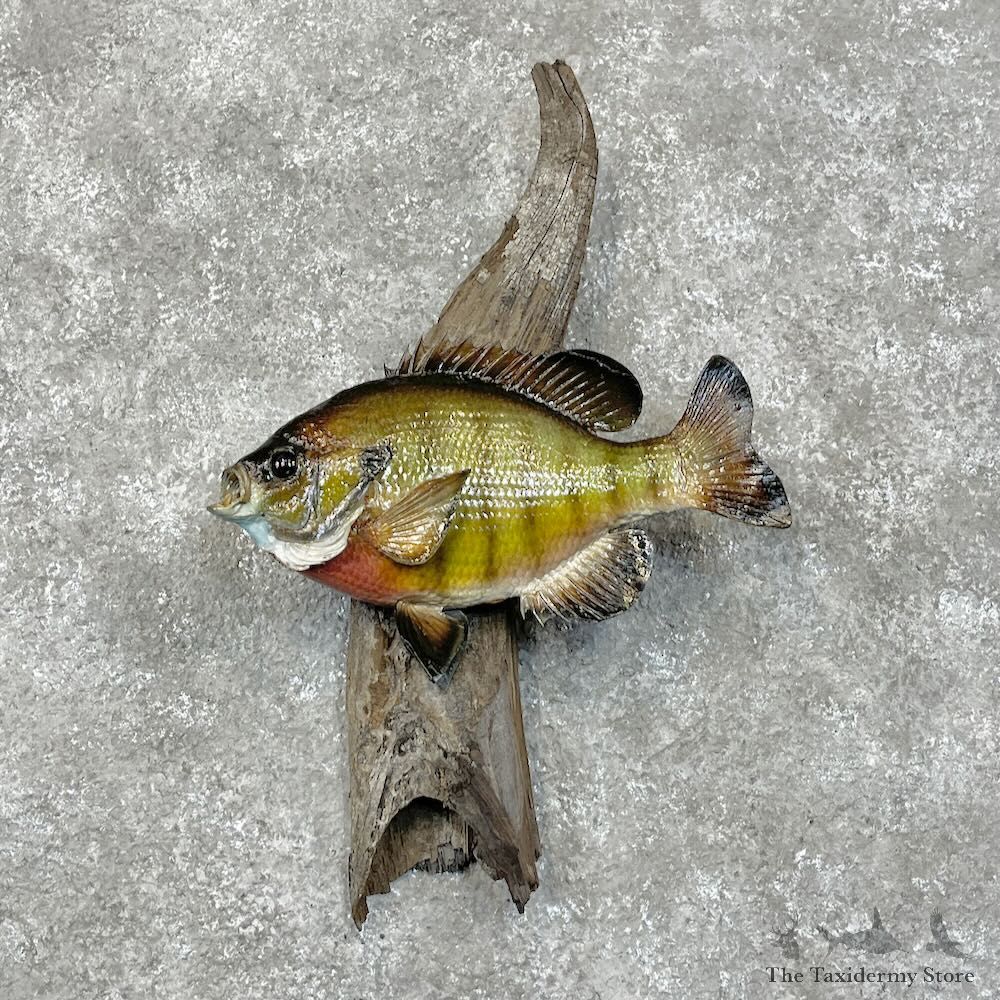 Bluegill Taxidermy Fish Mount For Sale #28518 @ The Taxidermy Store