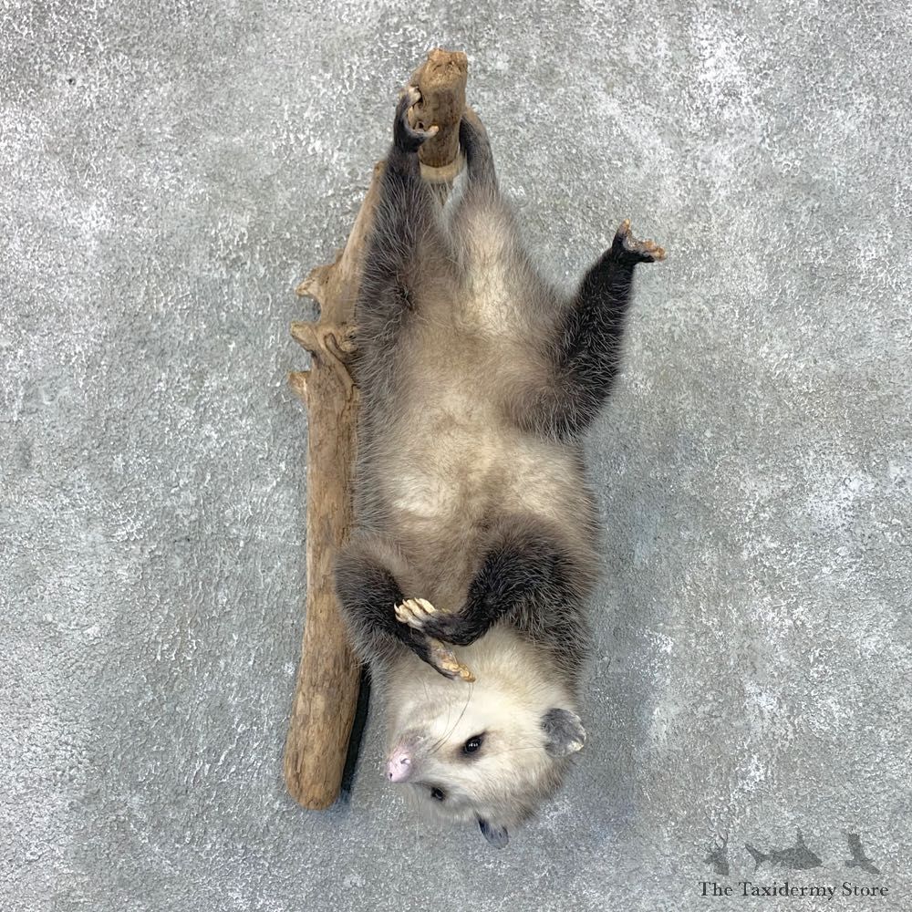 Wall Hanging Opossum Mount For Sale #22671 @ The Taxidermy Store
