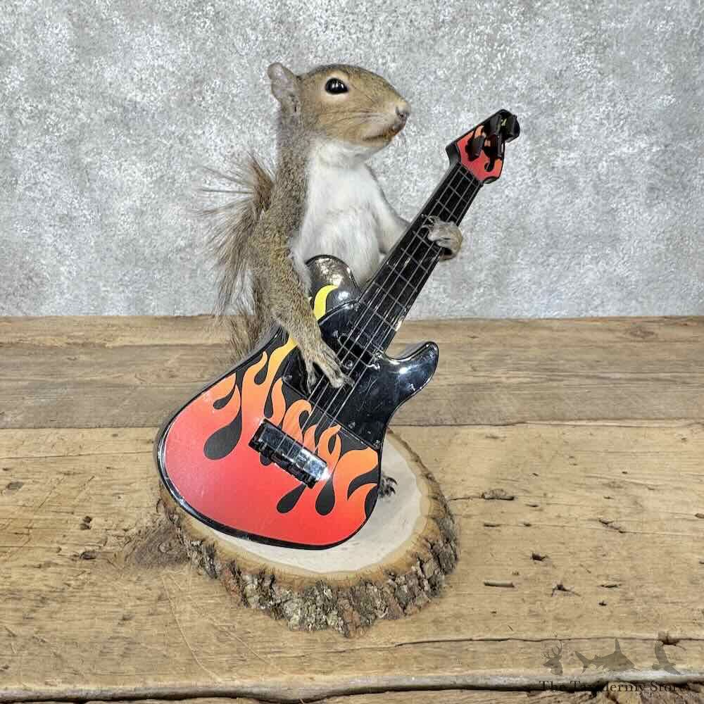 Grey Squirrel Novelty Mount For Sale #30603 @ The Taxidermy Store