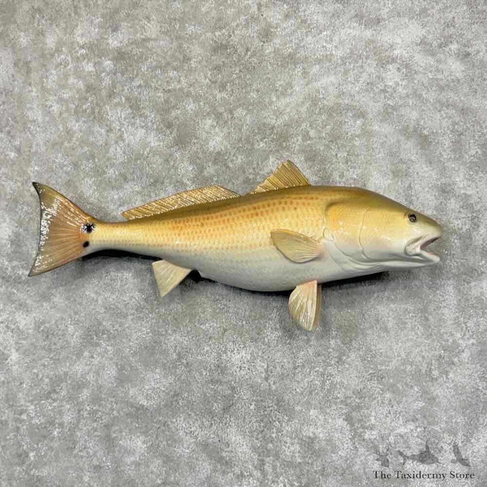 Redfish Drum Fish Mount For Sale #32021 @ The Taxidermy Store