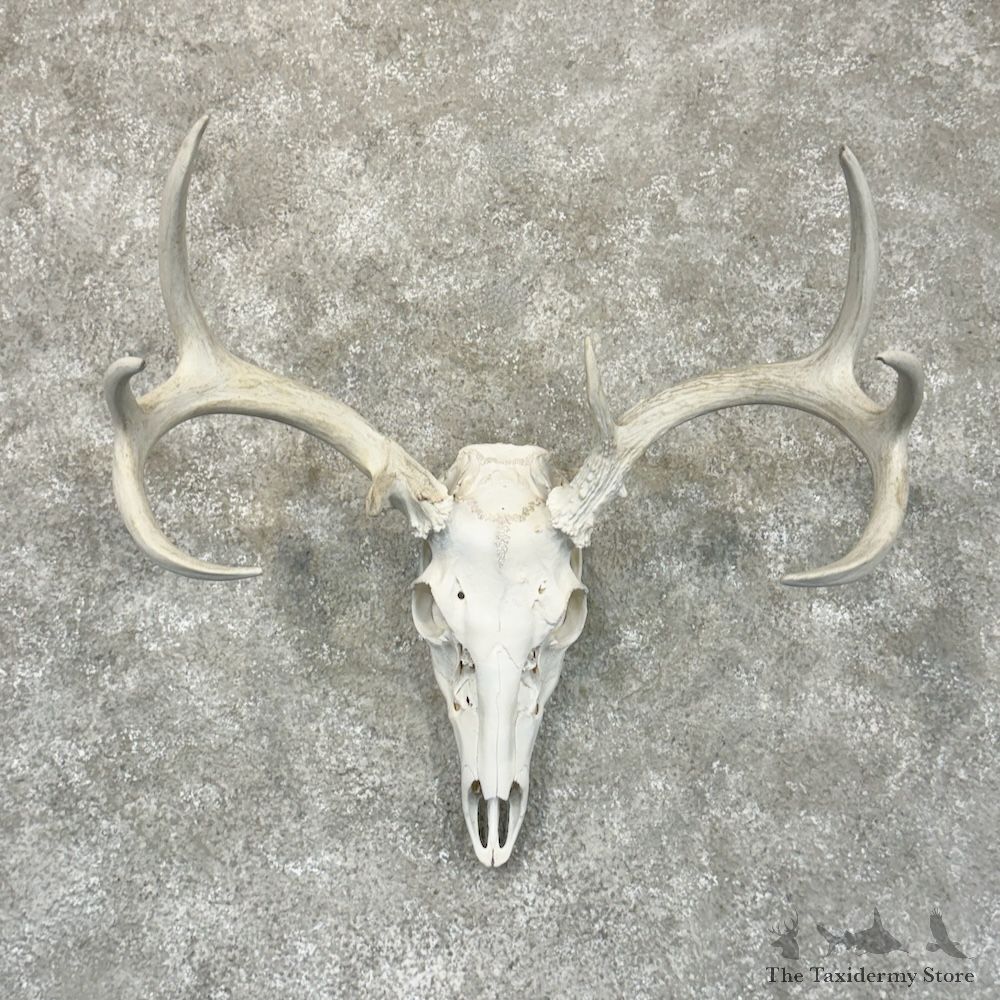 Whitetail Deer Skull European Mount For Sale #29223 @ The Taxidermy Store