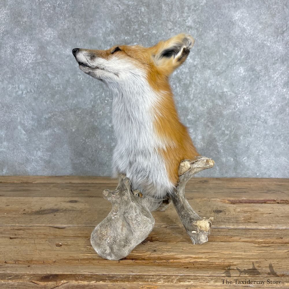 Red Fox Pedestal Mount For Sale #27372 @ The Taxidermy Store