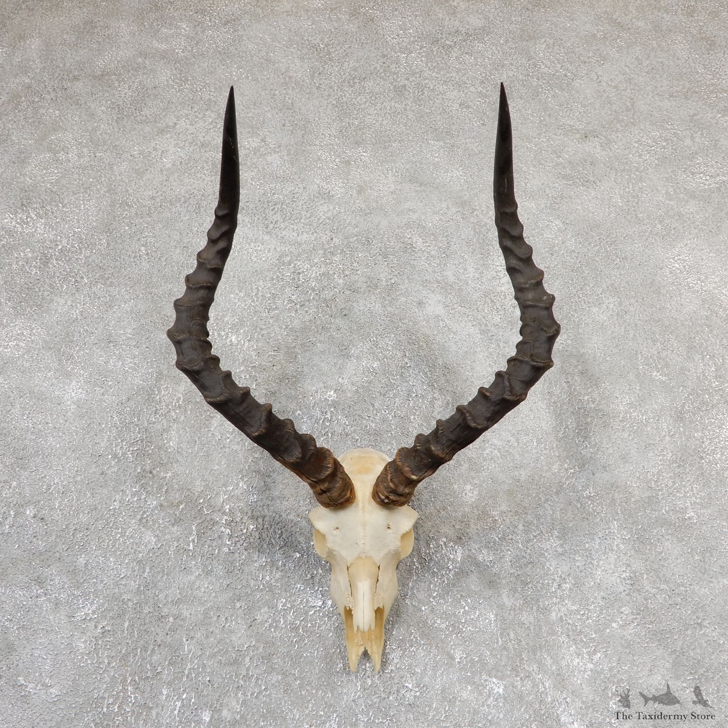 Impala Skull & Horn European Mount For Sale #19323 @ The Taxidermy Store
