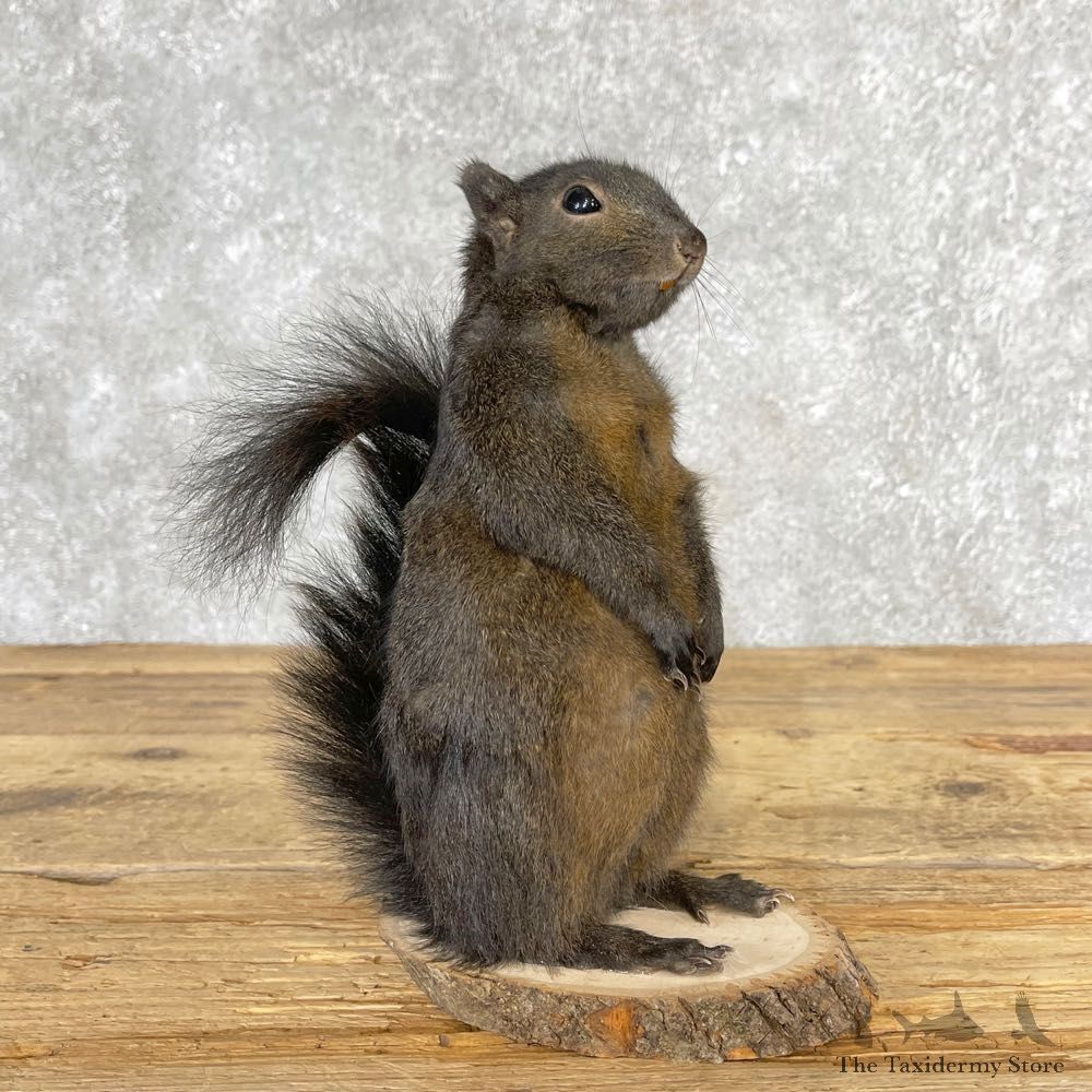 Black Squirrel Life-Size Mount For Sale #25052 @ The Taxidermy Store