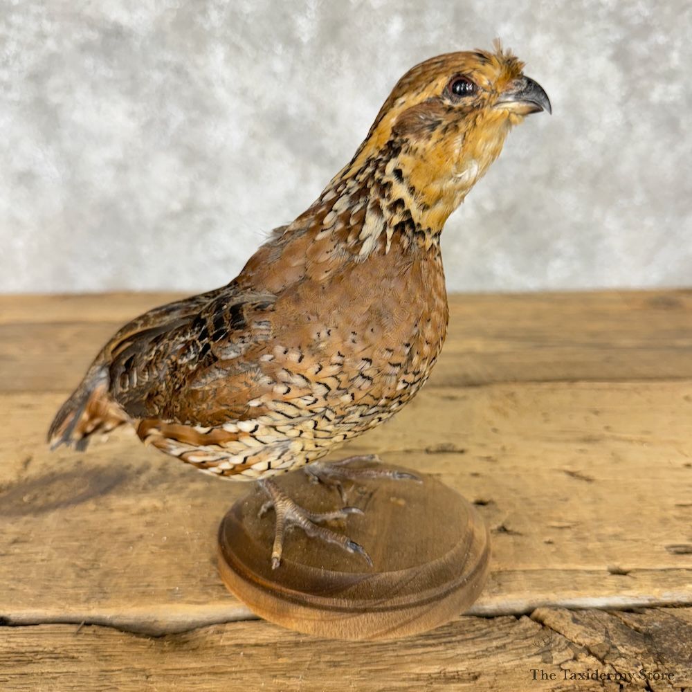 Bobwhite Quail Bird Mount For Sale #29663 @ The Taxidermy Store