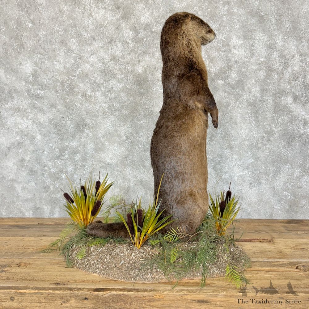 River Otter Life-Size Mount For Sale #29261 @ The Taxidermy Store