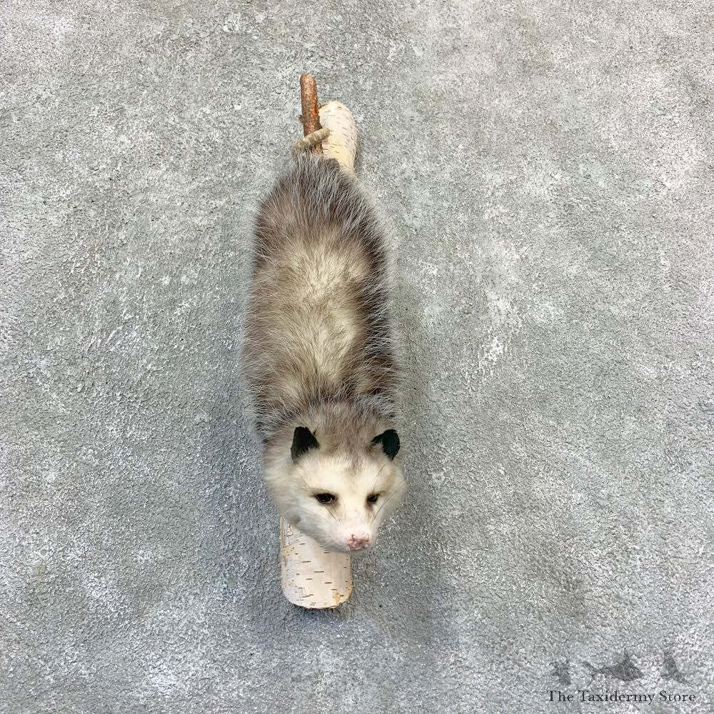 Wall Hanging Opossum Mount For Sale #23194 @ The Taxidermy Store