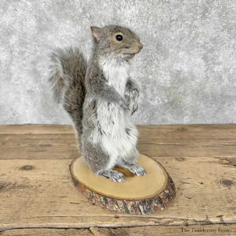 Grey Squirrel Life-Size Mount For Sale #31822 @ The Taxidermy Store