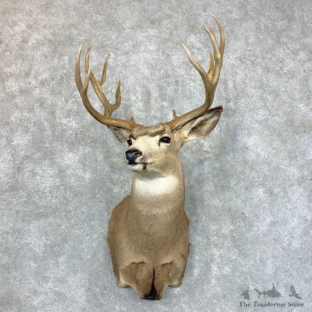 Mule Deer Shoulder Mount For Sale #23616 @ The Taxidermy Store