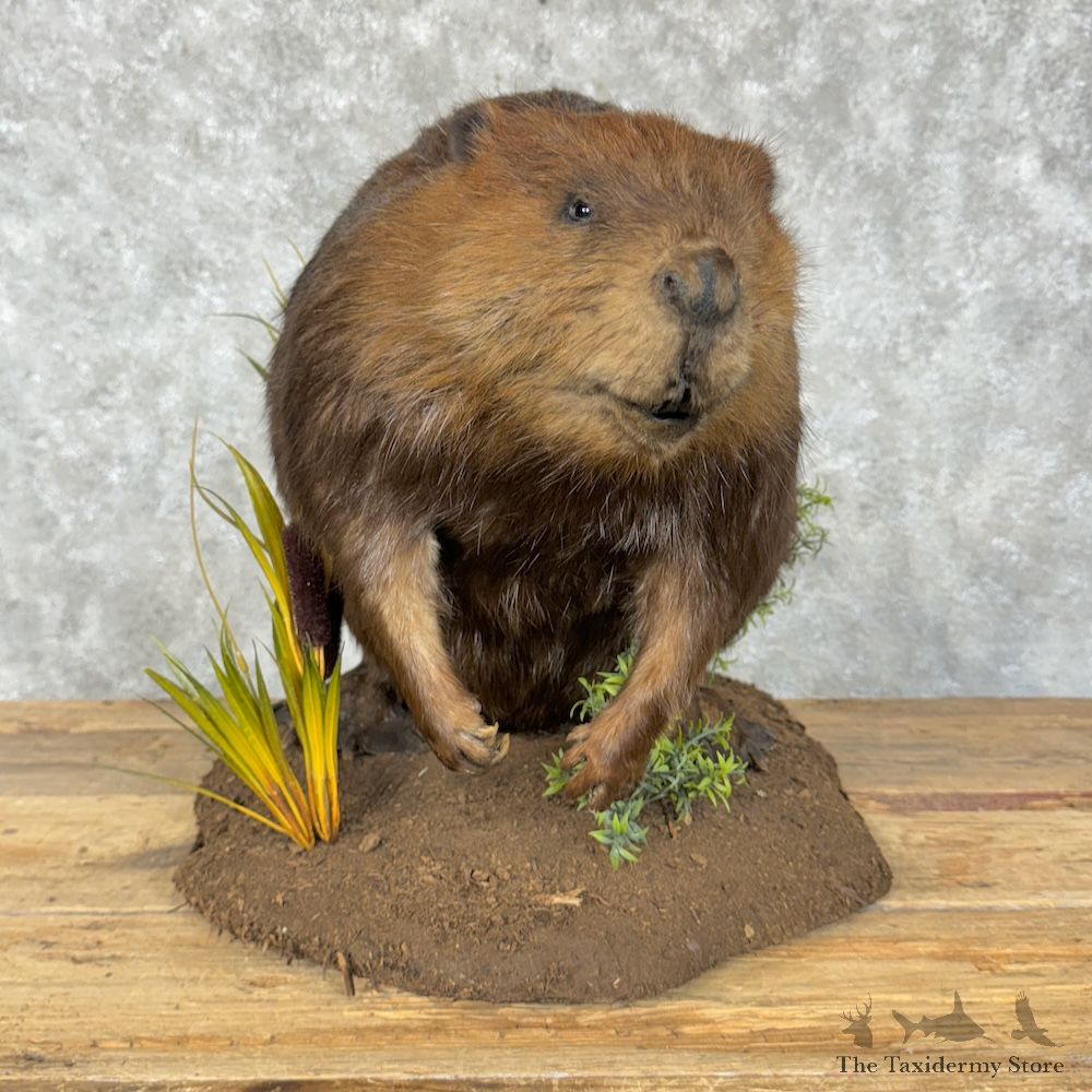 North American Beaver Mount For Sale #29528 @ The Taxidermy Store