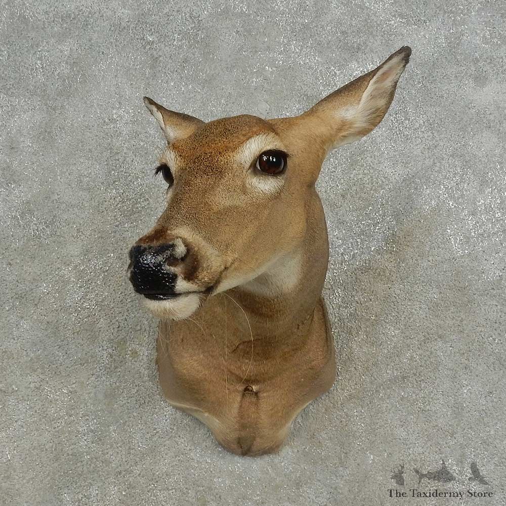 Whitetail Deer Doe Shoulder Mount For Sale #16666 @ The Taxidermy Store