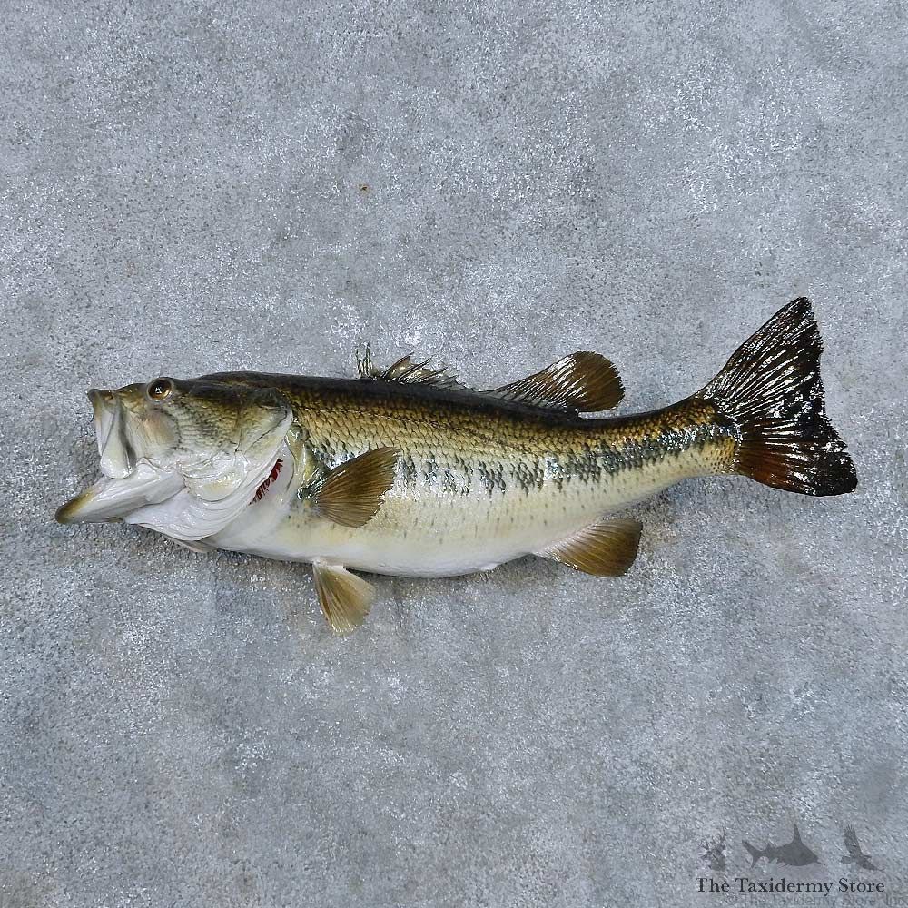 Largemouth Bass Fish Mount For Sale #14334 @ The Taxidermy Store