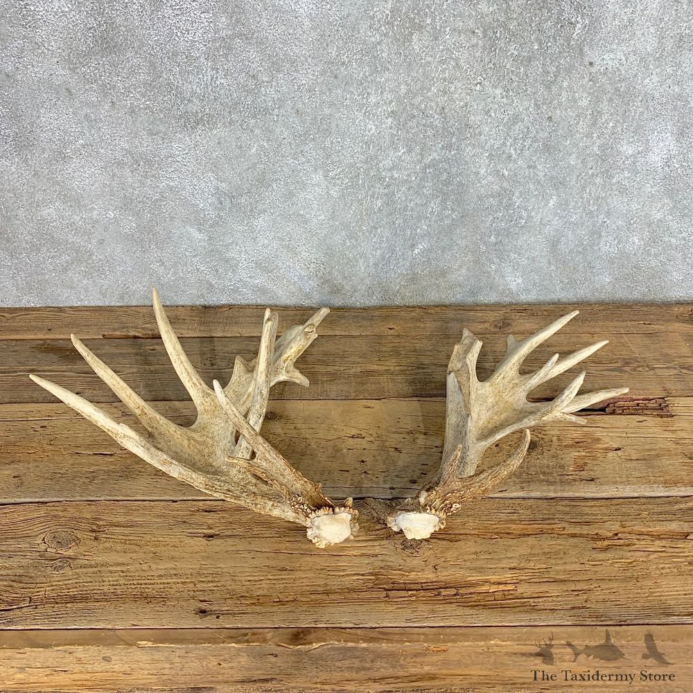 Whitetail Deer Antler Set For Sale #21513 @ The Taxidermy Store