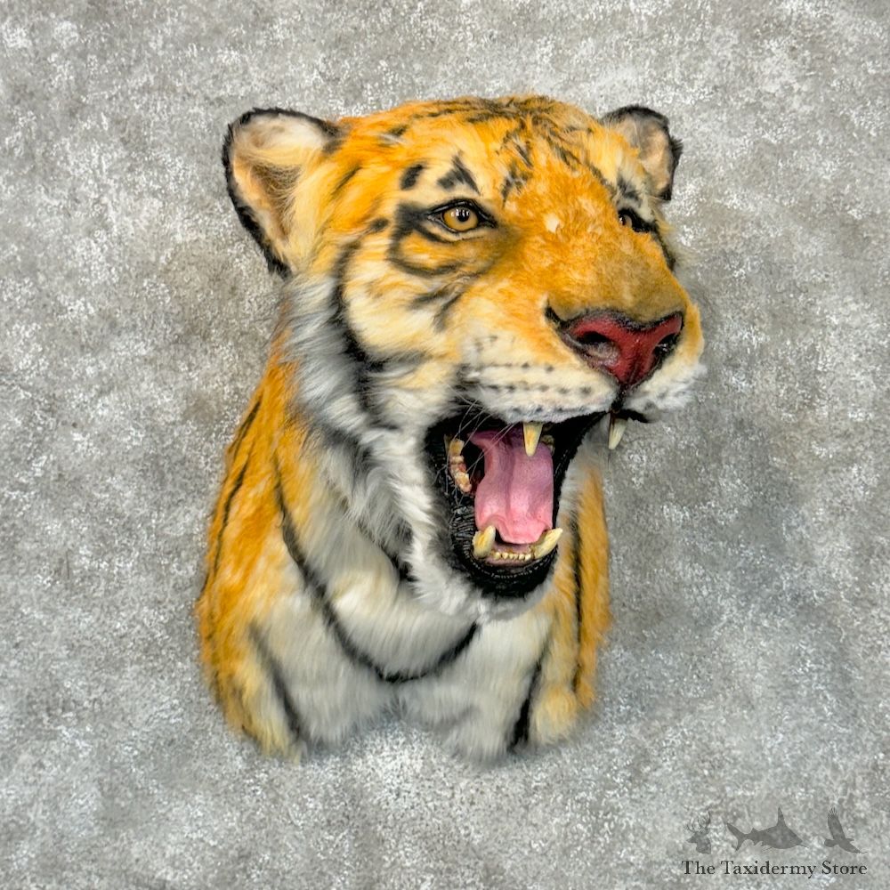 Reproduction Bengal Tiger Shoulder Mount For Sale #29714 @ The Taxidermy Store