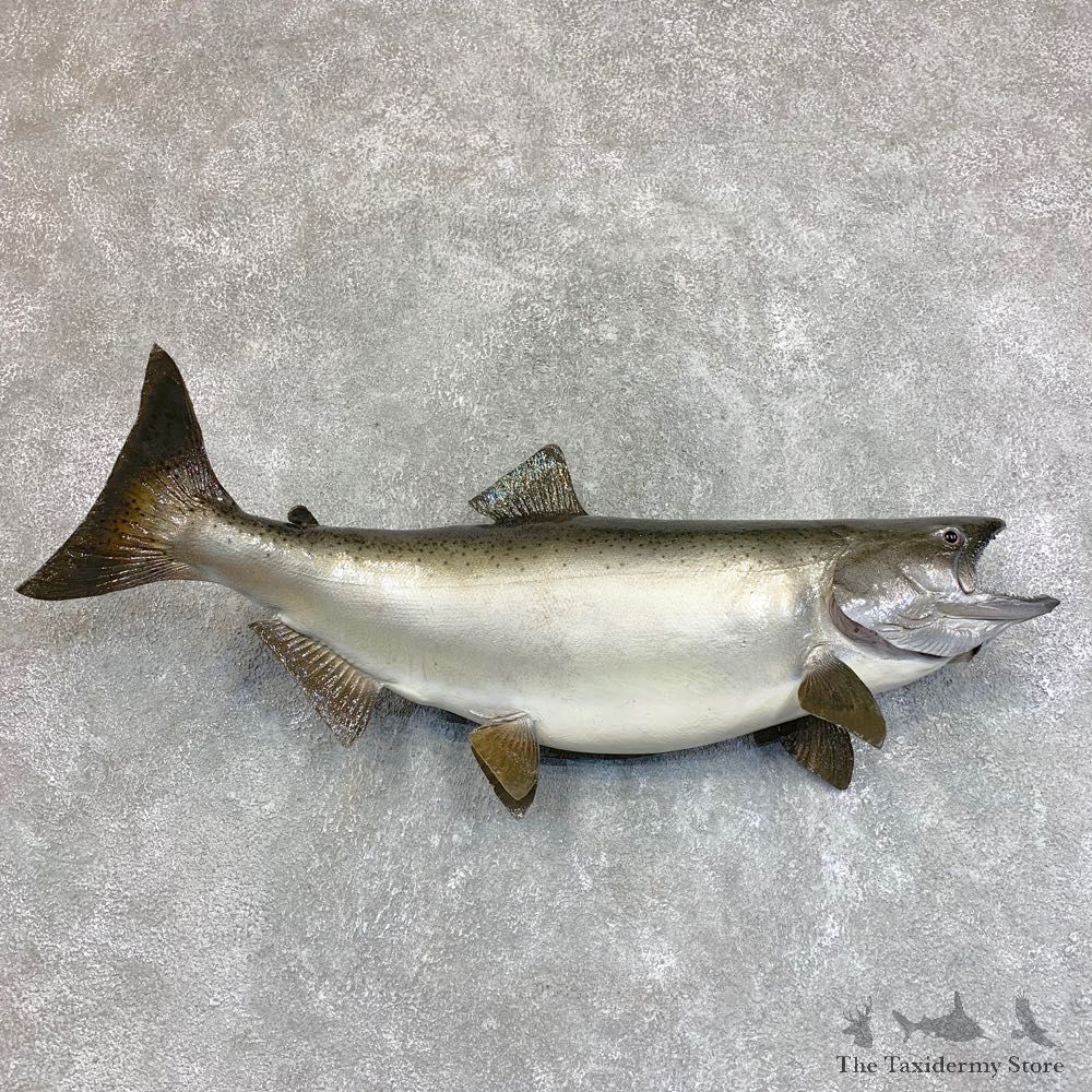 King Salmon Fish Mount For Sale #21816 @ The Taxidermy Store