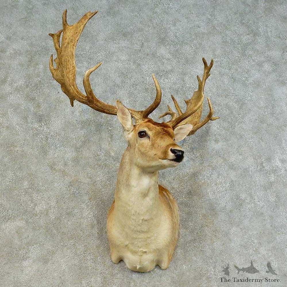 Fallow Deer Shoulder Mount For Sale #16384 @ The Taxidermy Store