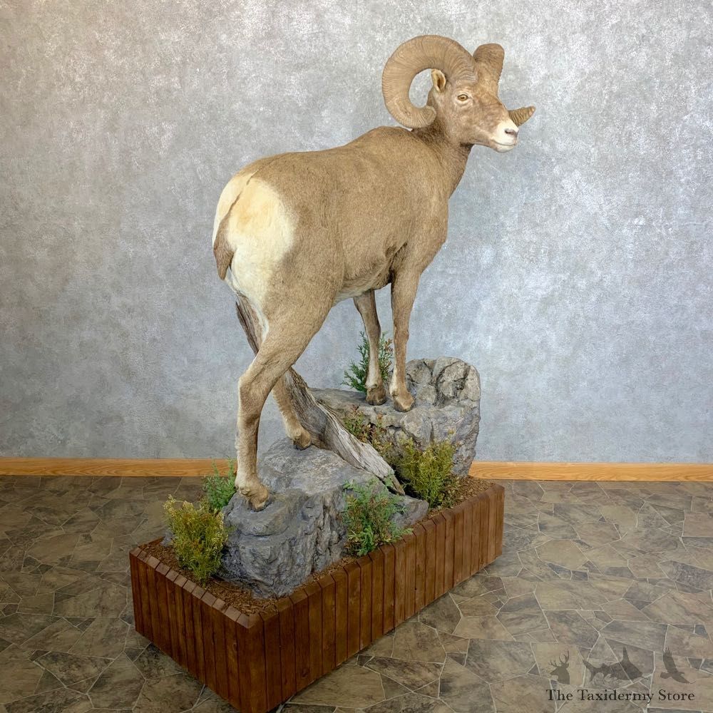 Wyoming Bighorn Sheep Life-Size Taxidermy Mount #23656 For Sale - The Taxidermy Store