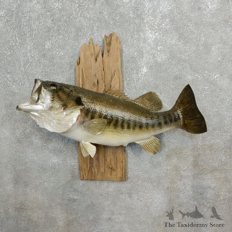 Largemouth Bass Fish Mount For Sale #17787 @ The Taxidermy Store