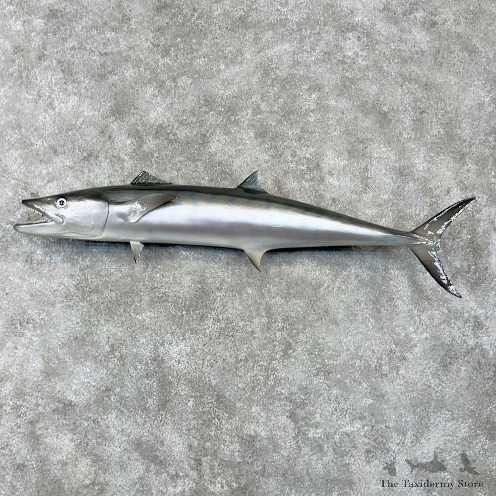 King Mackerel Fish Mount For Sale #29809 @ The Taxidermy Store