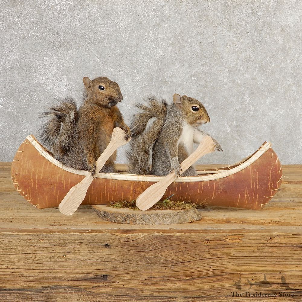 Canoeing Squirrels Novelty Mount For Sale #20751 @ The Taxidermy Store